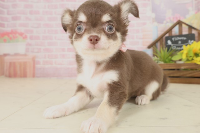 熊本県のチワワ(ロング) (Coo&RIKUイオンモール宇城店/2025年9月16日生まれ/女の子/チョコレートタンホワイト)の子犬の3枚目の画像