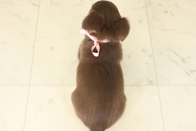 熊本県のチワワ(ロング) (Coo&RIKUイオンモール宇城店/2025年9月16日生まれ/女の子/チョコレートタンホワイト)の子犬の4枚目の画像