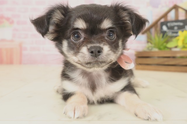 福岡県のチワワ(ロング) (Coo&RIKU黒崎店/2025年9月16日生まれ/女の子/ブラックタンホワイト)の子犬の1枚目の画像