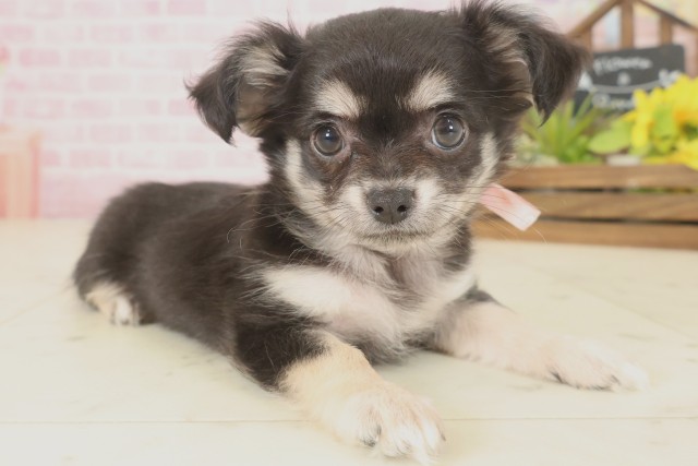 福岡県のチワワ(ロング) (Coo&RIKU黒崎店/2025年9月16日生まれ/女の子/ブラックタンホワイト)の子犬の2枚目の画像
