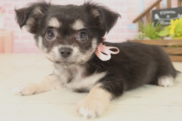 福岡県のチワワ(ロング) (Coo&RIKU黒崎店/2025年9月16日生まれ/女の子/ブラックタンホワイト)の子犬の3枚目の画像