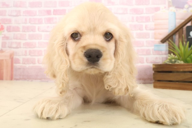 福岡県のアメリカンコッカースパニエル (Coo&RIKU福岡東店/2025年9月16日生まれ/男の子/バフ)の子犬の1枚目の画像