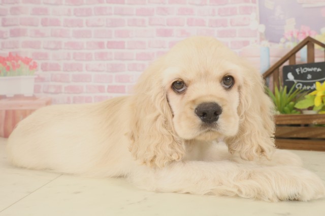 福岡県のアメリカンコッカースパニエル (Coo&RIKU福岡東店/2025年9月16日生まれ/男の子/バフ)の子犬の2枚目の画像