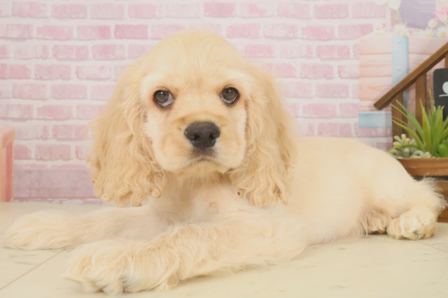 福岡県のアメリカンコッカースパニエル (Coo&RIKU福岡東店/2025年9月16日生まれ/男の子/バフ)の子犬の3枚目の画像