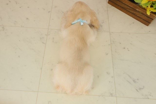 福岡県のアメリカンコッカースパニエル (Coo&RIKU福岡東店/2025年9月16日生まれ/男の子/バフ)の子犬の4枚目の画像