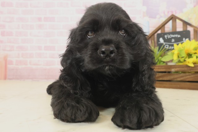 福岡県のアメリカンコッカースパニエル (Coo&RIKU福岡古賀店/2025年9月16日生まれ/男の子/ブラック)の子犬の1枚目の画像