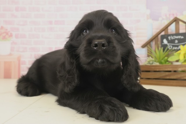 福岡県のアメリカンコッカースパニエル (Coo&RIKU福岡古賀店/2025年9月16日生まれ/男の子/ブラック)の子犬の2枚目の画像