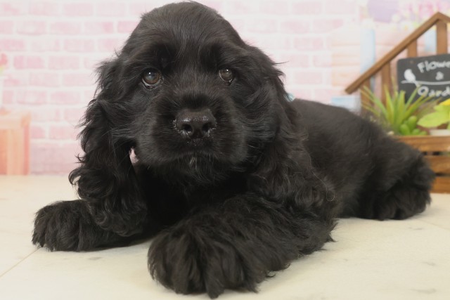 福岡県のアメリカンコッカースパニエル (Coo&RIKU福岡古賀店/2025年9月16日生まれ/男の子/ブラック)の子犬の3枚目の画像