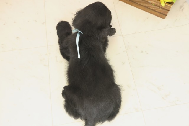 福岡県のアメリカンコッカースパニエル (Coo&RIKU福岡古賀店/2025年9月16日生まれ/男の子/ブラック)の子犬の4枚目の画像