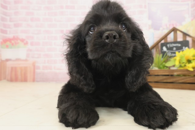 長崎県のアメリカンコッカースパニエル (Coo&RIKU大村店/2025年9月16日生まれ/男の子/ブラック)の子犬の1枚目の画像