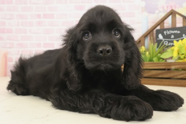 長崎県のアメリカンコッカースパニエル (Coo&RIKU大村店/2025年9月16日生まれ/男の子/ブラック)の子犬の2枚目の画像