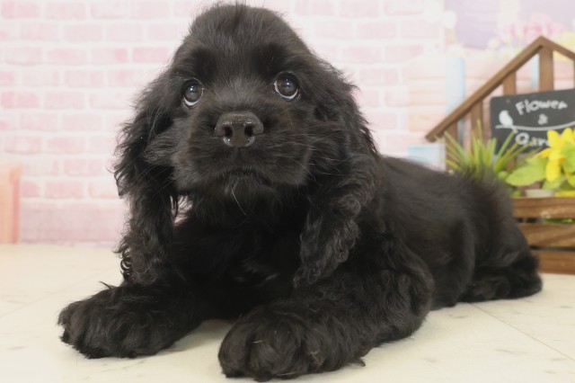 長崎県のアメリカンコッカースパニエル (Coo&RIKU大村店/2025年9月16日生まれ/男の子/ブラック)の子犬の3枚目の画像