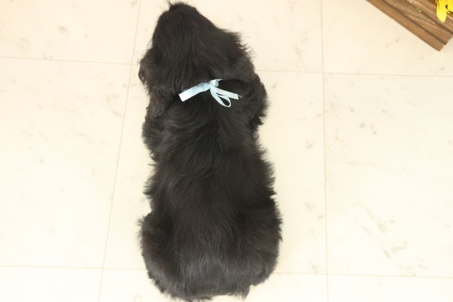 長崎県のアメリカンコッカースパニエル (Coo&RIKU大村店/2025年9月16日生まれ/男の子/ブラック)の子犬の4枚目の画像