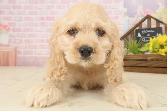 宮崎県のアメリカンコッカースパニエル (Coo&RIKU宮崎店/2025年9月16日生まれ/女の子/バフ)の子犬