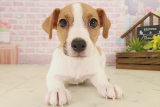 福岡県のジャックラッセルテリア (Coo&RIKU福岡東店/2025年9月16日生まれ/男の子/ホワイトタン)の子犬の1枚目の画像