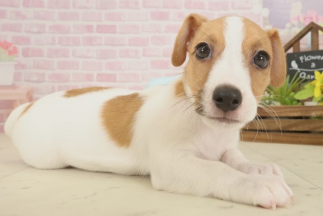 福岡県のジャックラッセルテリア (Coo&RIKU福岡東店/2025年9月16日生まれ/男の子/ホワイトタン)の子犬の2枚目の画像