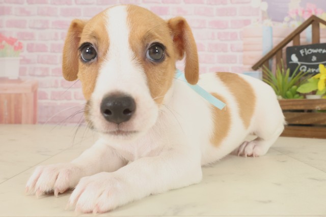 福岡県のジャックラッセルテリア (Coo&RIKU福岡東店/2025年9月16日生まれ/男の子/ホワイトタン)の子犬の3枚目の画像