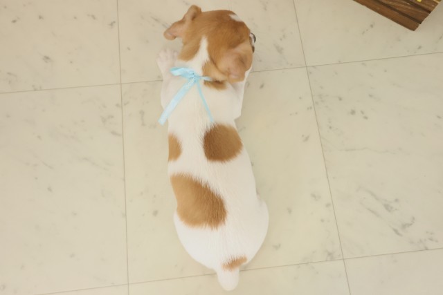 福岡県のジャックラッセルテリア (Coo&RIKU福岡東店/2025年9月16日生まれ/男の子/ホワイトタン)の子犬の4枚目の画像