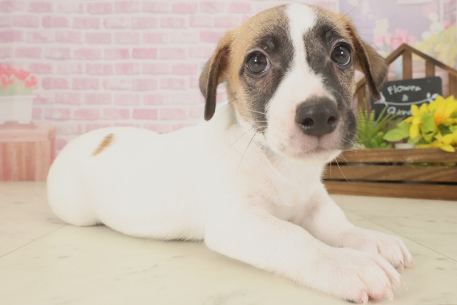 熊本県のジャックラッセルテリア (Coo&RIKUカリーノ玉名店/2025年9月16日生まれ/男の子/ホワイトタン)の子犬の2枚目の画像