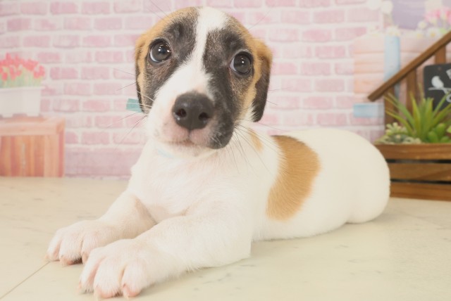 熊本県のジャックラッセルテリア (Coo&RIKUカリーノ玉名店/2025年9月16日生まれ/男の子/ホワイトタン)の子犬の3枚目の画像