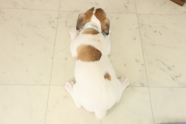 熊本県のジャックラッセルテリア (Coo&RIKUカリーノ玉名店/2025年9月16日生まれ/男の子/ホワイトタン)の子犬の4枚目の画像