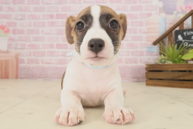 熊本県のジャックラッセルテリア (Coo&RIKU宇土シティモール店/2025年9月16日生まれ/男の子/ホワイトタン)の子犬の1枚目の画像