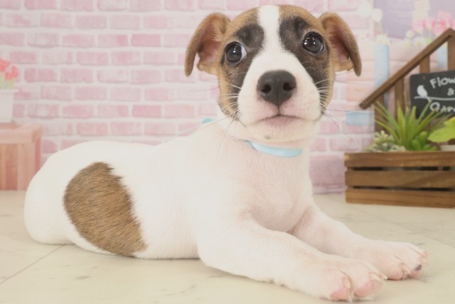 熊本県のジャックラッセルテリア (Coo&RIKU宇土シティモール店/2025年9月16日生まれ/男の子/ホワイトタン)の子犬の2枚目の画像