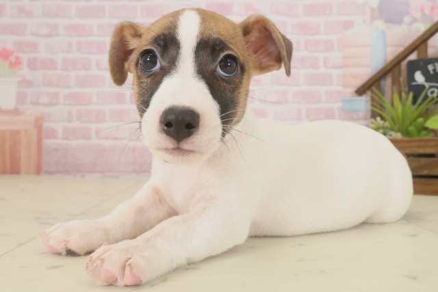 熊本県のジャックラッセルテリア (Coo&RIKU宇土シティモール店/2025年9月16日生まれ/男の子/ホワイトタン)の子犬の3枚目の画像