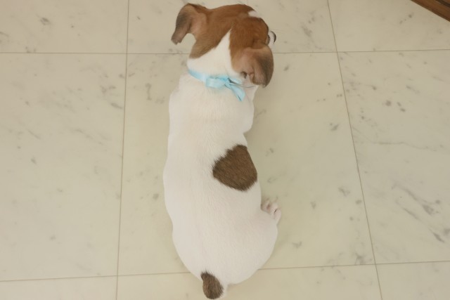 熊本県のジャックラッセルテリア (Coo&RIKU宇土シティモール店/2025年9月16日生まれ/男の子/ホワイトタン)の子犬の4枚目の画像