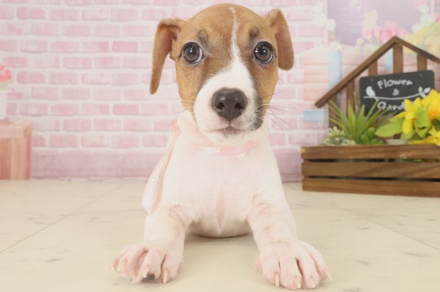 鹿児島県のジャックラッセルテリア (Coo&RIKU霧島店/2025年9月16日生まれ/女の子/ホワイトタン)の子犬の1枚目の画像