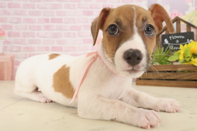 鹿児島県のジャックラッセルテリア (Coo&RIKU霧島店/2025年9月16日生まれ/女の子/ホワイトタン)の子犬の2枚目の画像