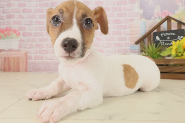 鹿児島県のジャックラッセルテリア (Coo&RIKU霧島店/2025年9月16日生まれ/女の子/ホワイトタン)の子犬の3枚目の画像