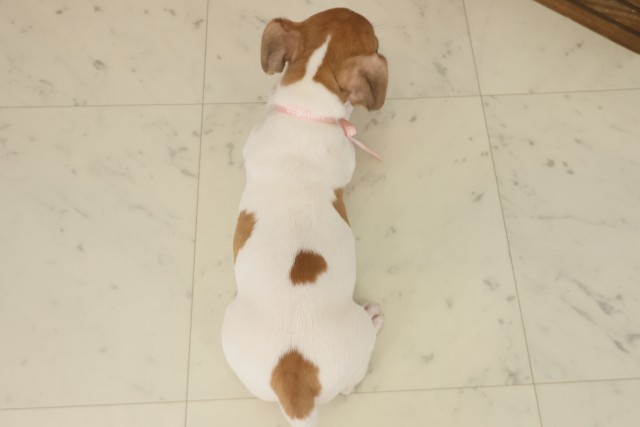 鹿児島県のジャックラッセルテリア (Coo&RIKU霧島店/2025年9月16日生まれ/女の子/ホワイトタン)の子犬の4枚目の画像