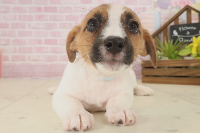 佐賀県のジャックラッセルテリア (Coo&RIKU佐賀神埼店/2025年9月16日生まれ/女の子/ホワイトタン)の子犬