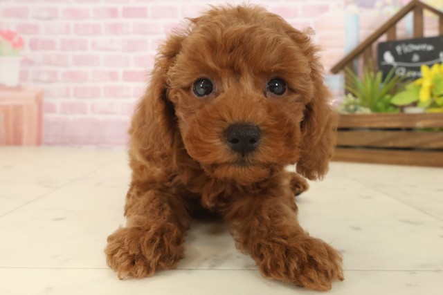 熊本県のトイプードル(トイ) (Coo&RIKU宇土シティモール店/2025年9月17日生まれ/女の子/レッドフォーン)の子犬の1枚目の画像