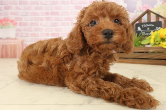 熊本県のトイプードル(トイ) (Coo&RIKU宇土シティモール店/2025年9月17日生まれ/女の子/レッドフォーン)の子犬の2枚目の画像