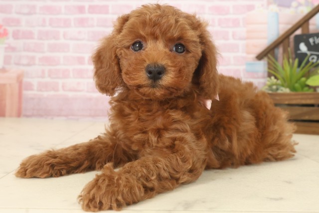 熊本県のトイプードル(トイ) (Coo&RIKU宇土シティモール店/2025年9月17日生まれ/女の子/レッドフォーン)の子犬の3枚目の画像