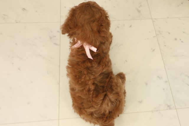 熊本県のトイプードル(トイ) (Coo&RIKU宇土シティモール店/2025年9月17日生まれ/女の子/レッドフォーン)の子犬の4枚目の画像