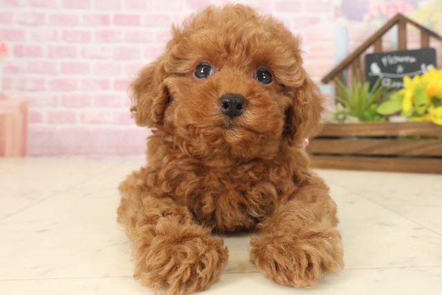 熊本県のトイプードル(トイ) (Coo&RIKUカリーノ菊陽店/2025年9月17日生まれ/女の子/レッドフォーン)の子犬の1枚目の画像