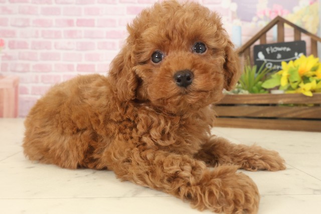 熊本県のトイプードル(トイ) (Coo&RIKUカリーノ菊陽店/2025年9月17日生まれ/女の子/レッドフォーン)の子犬の2枚目の画像