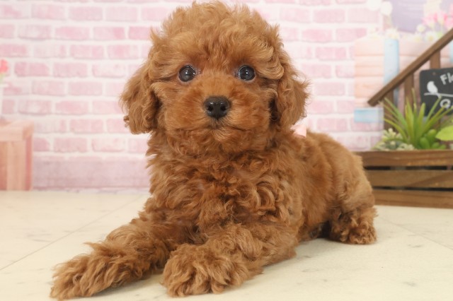 熊本県のトイプードル(トイ) (Coo&RIKUカリーノ菊陽店/2025年9月17日生まれ/女の子/レッドフォーン)の子犬の3枚目の画像