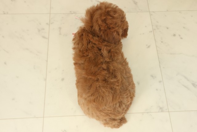 熊本県のトイプードル(トイ) (Coo&RIKUカリーノ菊陽店/2025年9月17日生まれ/女の子/レッドフォーン)の子犬の4枚目の画像