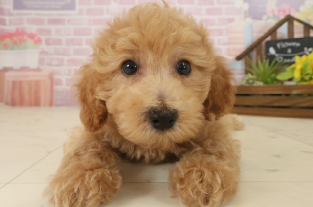 福岡県のトイプードル(トイ) (Coo&RIKU大牟田店/2025年9月17日生まれ/男の子/オレンジフォーン)の子犬の1枚目の画像