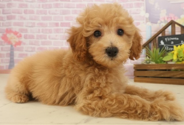 福岡県のトイプードル(トイ) (Coo&RIKU大牟田店/2025年9月17日生まれ/男の子/オレンジフォーン)の子犬の2枚目の画像
