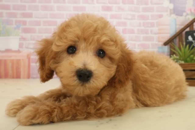 福岡県のトイプードル(トイ) (Coo&RIKU大牟田店/2025年9月17日生まれ/男の子/オレンジフォーン)の子犬の3枚目の画像