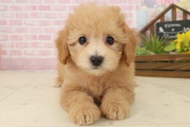 福岡県のトイプードル(トイ) (Coo&RIKU黒崎店/2025年9月17日生まれ/男の子/オレンジフォーン)の子犬の1枚目の画像