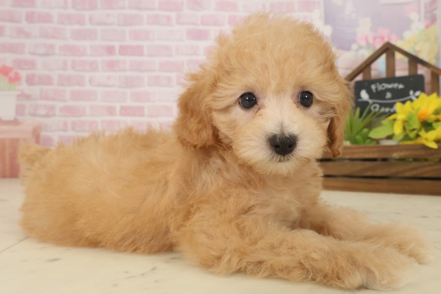 福岡県のトイプードル(トイ) (Coo&RIKU黒崎店/2025年9月17日生まれ/男の子/オレンジフォーン)の子犬の2枚目の画像