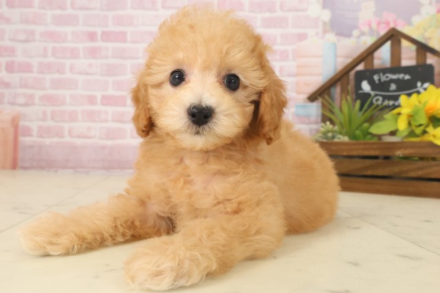 福岡県のトイプードル(トイ) (Coo&RIKU黒崎店/2025年9月17日生まれ/男の子/オレンジフォーン)の子犬の3枚目の画像