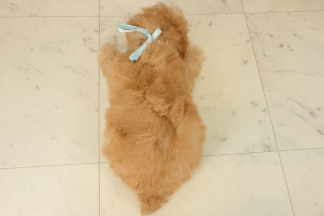 福岡県のトイプードル(トイ) (Coo&RIKU黒崎店/2025年9月17日生まれ/男の子/オレンジフォーン)の子犬の4枚目の画像