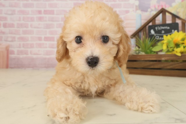 福岡県のトイプードル(トイ) (Coo&RIKU小倉店/2025年9月17日生まれ/男の子/オレンジフォーン)の子犬の1枚目の画像